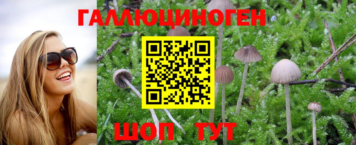 Серпухов  наркота  Вход с VPN  Псилоцибиновые грибы Psilocybine cubensis 